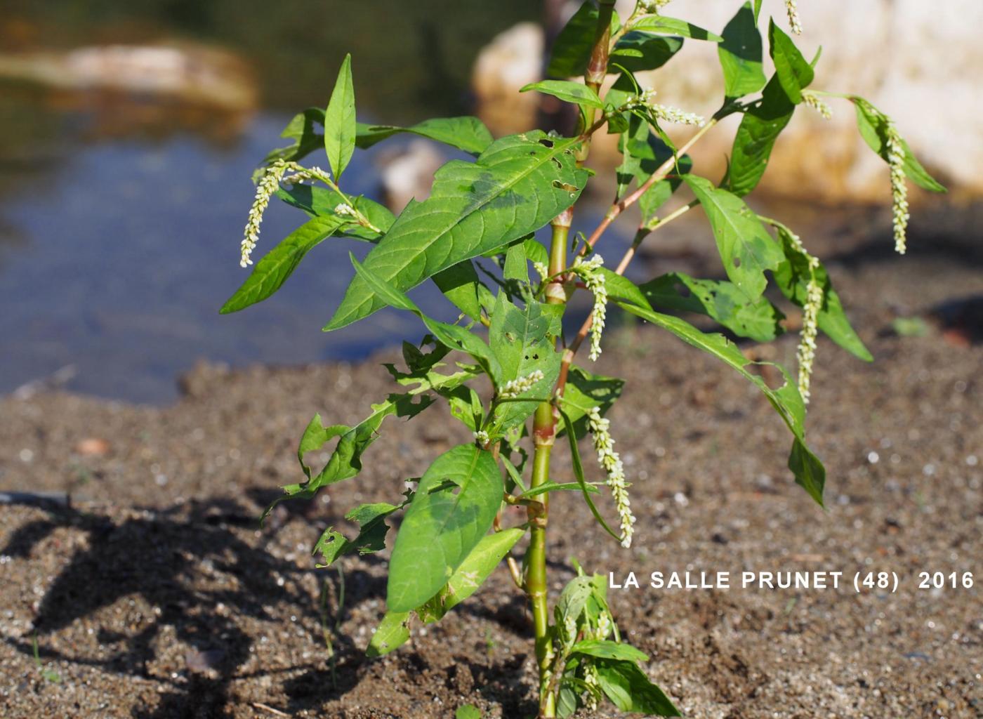 Persicaria, Pale plant